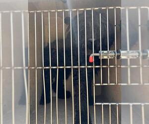 Poodle (Standard) Dogs for adoption in Oklahoma City, OK, USA