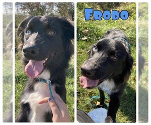 Borador Dogs for adoption in Pierceton , IN, USA