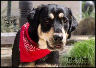 Medium Photo #1 German Shepherd Dog-Great Pyrenees Mix Puppy For Sale in Grand Prairie, TX, USA