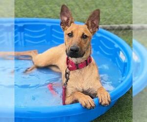 Doberman Pinscher-Unknown Mix Dogs for adoption in Camarillo, CA, USA