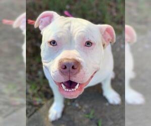 American Bulldog-Unknown Mix Dogs for adoption in Norfolk, VA, USA