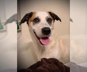 Borador Dogs for adoption in Columbus, IN, USA