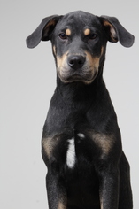 Doberman Pinscher-Unknown Mix Dogs for adoption in Eden Prairie, MN, USA