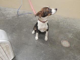 Medium Photo #2 Beagle-Unknown Mix Puppy For Sale in Pikeville, KY, USA