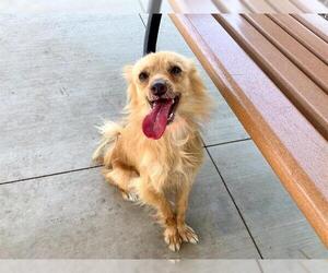 Papillon-Unknown Mix Dogs for adoption in Orange, CA, USA