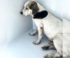 Beagle-Unknown Mix Dogs for adoption in Houston, TX, USA