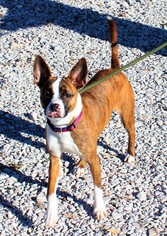 Boxer Dogs for adoption in Hillsdale, IN, USA
