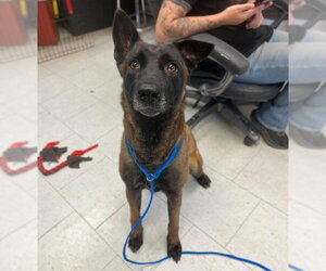 Mutt Dogs for adoption in Stockton, CA, USA