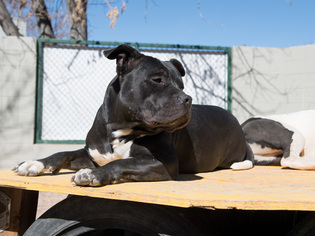 American Pit Bull Terrier Dogs for adoption in Littleton, CO, USA