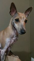Medium Photo #1 Rat Terrier Puppy For Sale in Belleuve, NE, USA