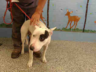 Bull Terrier Dogs for adoption in San Bernardino, CA, USA