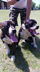 Dameranian Dogs for adoption in Herndon, VA, USA
