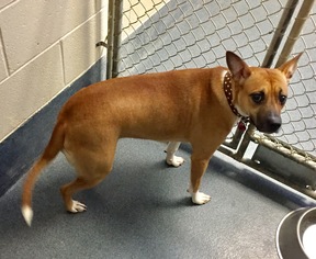 Mutt Dogs for adoption in Glen Allen, VA, USA