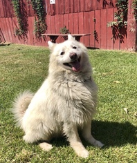 Samoyed Dogs for adoption in La Mesa, CA, USA