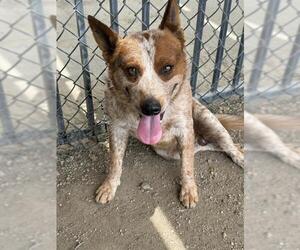 Mutt Dogs for adoption in Riverside, CA, USA