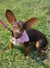 Chipin Dogs for adoption in Missouri City, TX, USA