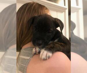 Beagi Dogs for adoption in Chicopee, MA, USA
