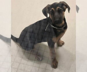 Doberman Pinscher-German Shepherd Dog Mix Dogs for adoption in Fremont, CA, USA