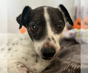 Mutt Dogs for adoption in Lake Forest, CA, USA