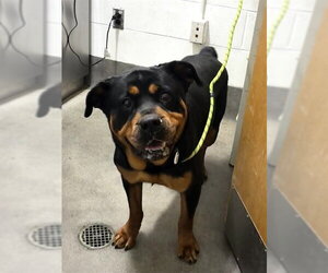 Rottweiler Dogs for adoption in Forestville, MD, USA