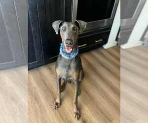 Doberman Pinscher-Unknown Mix Dogs for adoption in Escondido, CA, USA