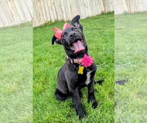 Borador Dogs for adoption in Sandy, UT, USA