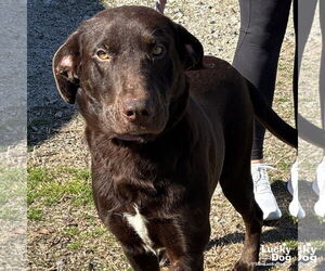 Labrador Retriever-Retriever Mix Dogs for adoption in Washington, DC, USA