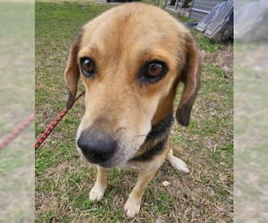 Beagle Dogs for adoption in Dunnellon, FL, USA