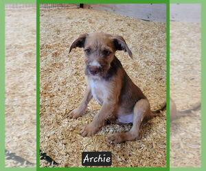 Mutt Dogs for adoption in Granbury, TX, USA