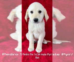 Medium Photo #1 Great Pyrenees-Retriever  Mix Puppy For Sale in Brewster, NY, USA