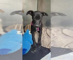 Mutt Dogs for adoption in San Antonio, TX, USA