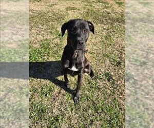 American Pit Bull Terrier-Unknown Mix Dogs for adoption in Grovetown, GA, USA