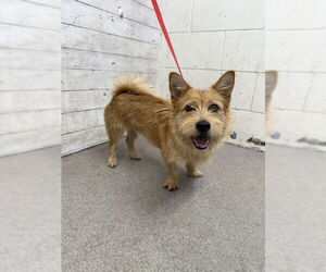 Norfolk Terrier Dogs for adoption in San Bernardino, CA, USA