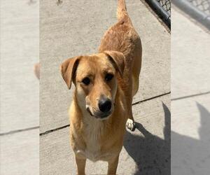 Golden Retriever-Unknown Mix Dogs for adoption in Tulsa, OK, USA