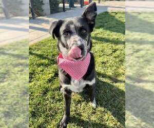 Border Collie-Catahoula Leopard Dog Mix Dogs for adoption in Elk Grove, CA, USA