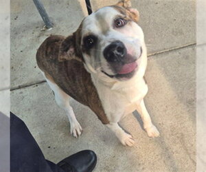 Staffordshire Bull Terrier-Unknown Mix Dogs for adoption in Texas City, TX, USA
