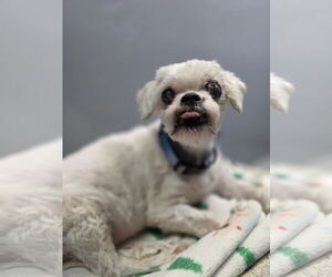 Jatese Dogs for adoption in Princeton, MN, USA