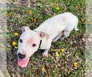 Labrador Retriever-Unknown Mix Dogs for adoption in Alva, FL, USA