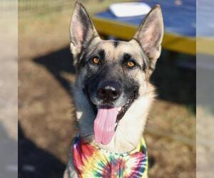 German Shepherd Dog Dogs for adoption in San Antonio, TX, USA
