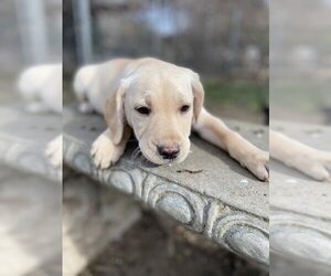Labrador Retriever Dogs for adoption in Parlier, CA, USA