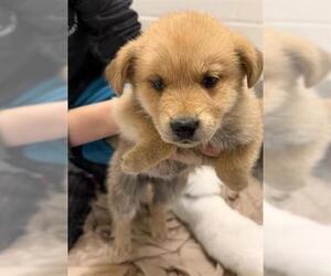 Golden Retriever-Unknown Mix Dogs for adoption in Houston, TX, USA