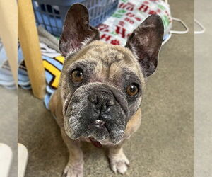 French Bulldog Dogs for adoption in Rohnert Park, CA, USA