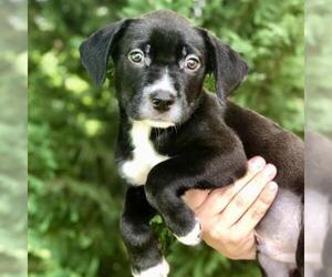 Australian Shepherd Dogs for adoption in Atlanta, GA, USA