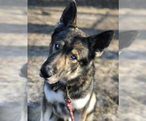 German Shepherd Dog Dogs for adoption in Fenton, MO, USA