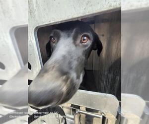 Labrador Retriever-Unknown Mix Dogs for adoption in San Antonio, TX, USA