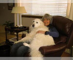 Great Pyrenees Dogs for adoption in Pueblo West, CO, USA