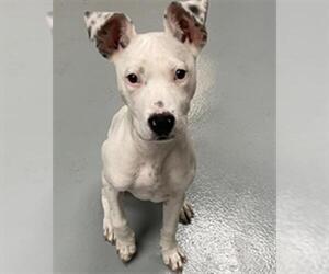 American Pit Bull Terrier-Unknown Mix Dogs for adoption in St. Cloud, FL, USA