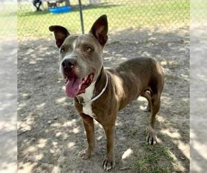 American Pit Bull Terrier-Unknown Mix Dogs for adoption in Conroe, TX, USA