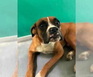 Boxer-Unknown Mix Dogs for adoption in Visalia, CA, USA