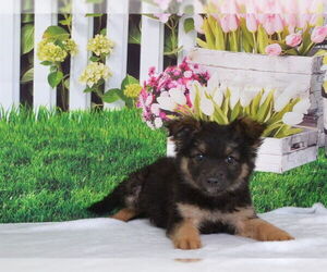 Pembroke Welsh Corgi-Unknown Mix Dogs for adoption in Oroville, CA, USA